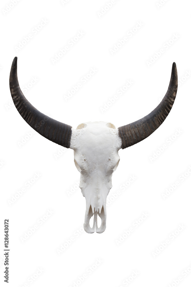 Buffalo skull isolated on white Buffalo skull isolated on white