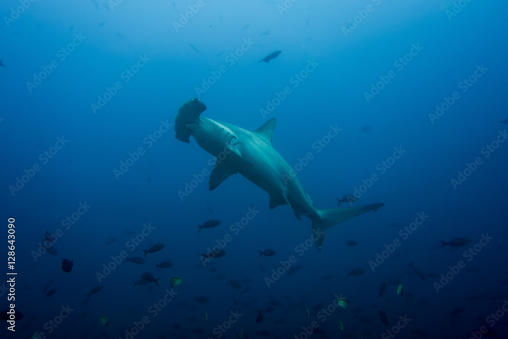 Obraz premium Hammerhead shark cocos island