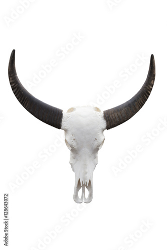Buffalo skull isolated on white