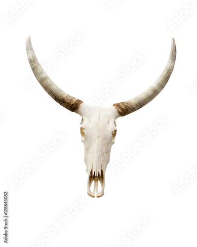 isolated buffalo skull