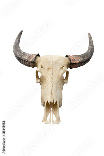 buffalo skull isolated on white