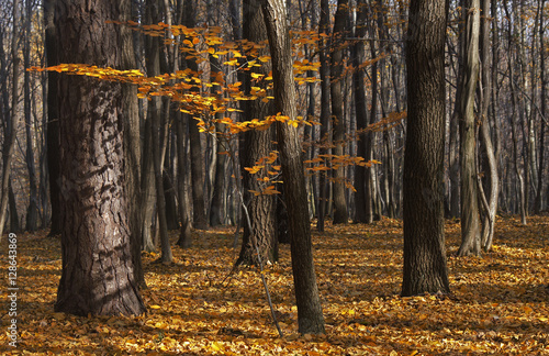 Jesienń w Magurskim Parku Narodowym