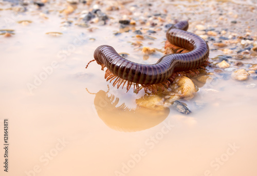Siamese Pointy Tail Millipede crawling on the wet soil © Satakorn