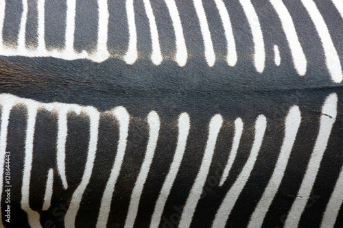 The zebra (Equus grevyi), leather stripes photo