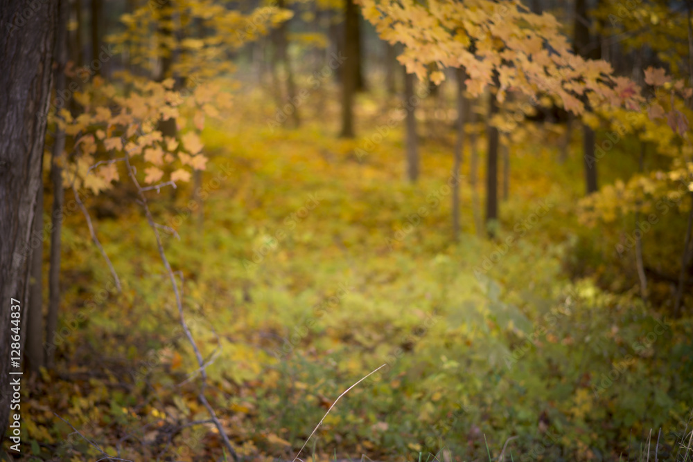 Obraz premium fall forest background bokeh