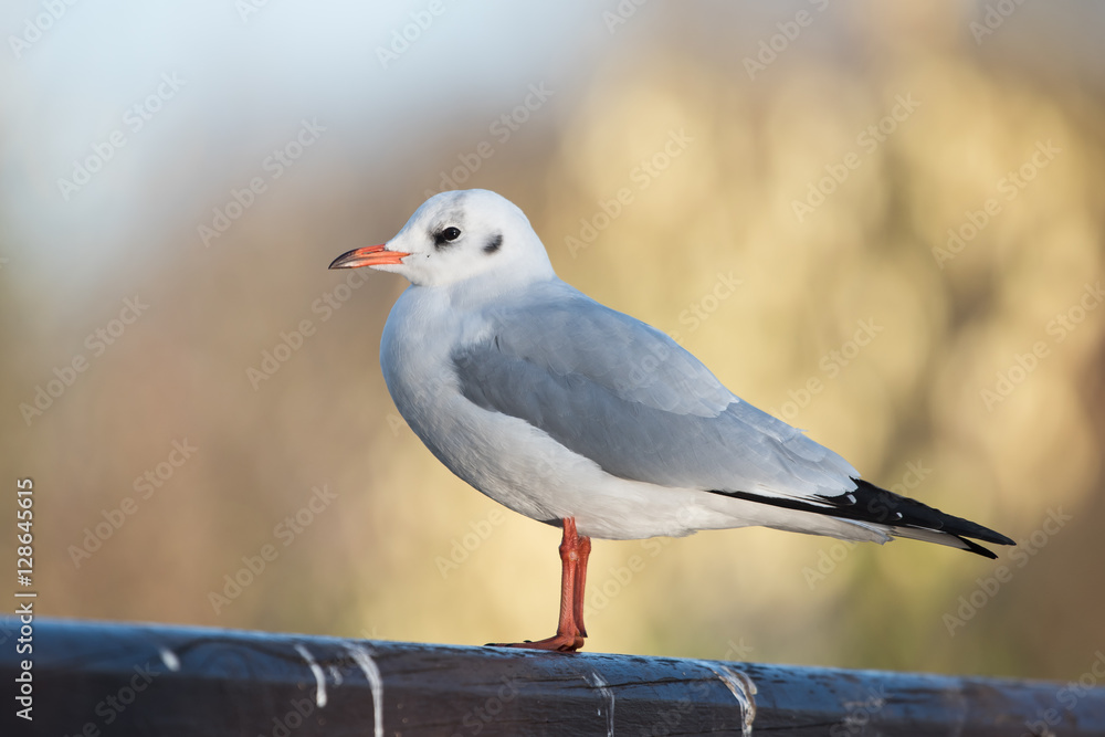Black-headed Gull, Chroicocephalus ridibundus Black-headed Gull, Chroicocephalus ridibundus