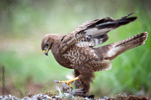 Buzzard