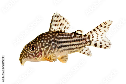 Cory Catfish Corydoras sterbai Sterba's Cory aquarium fish 