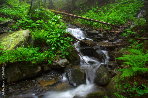 River in the woods