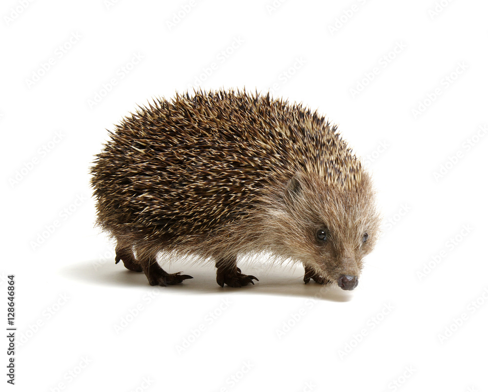 Hedgehog isolated on white Hedgehog isolated on white