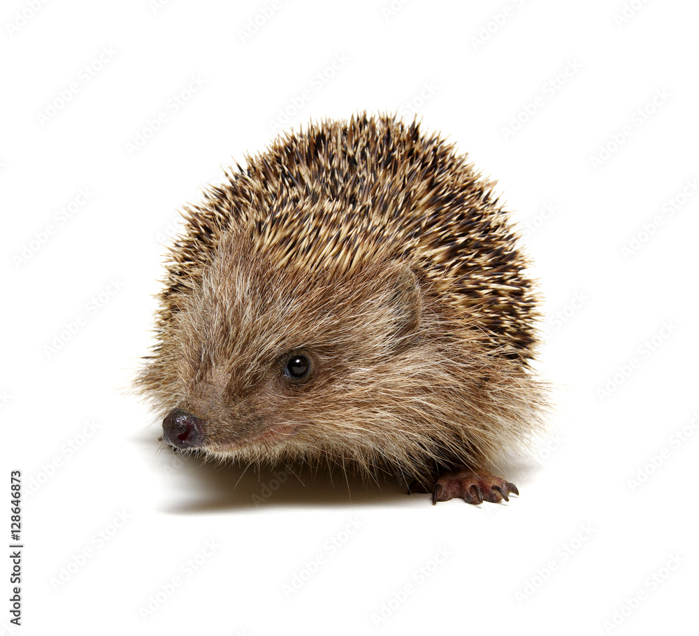 Hedgehog isolated on white Hedgehog isolated on white