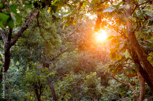 Sun shines through dense forest with golden light