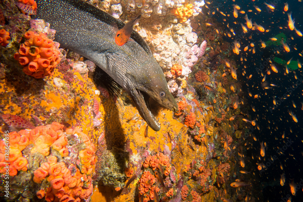 Fototapeta premium Moray Eel Malpelo