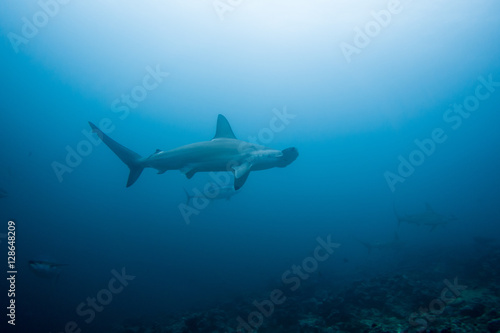 Fototapeta Naklejka Na Ścianę i Meble -  Hammerhead shark malpelo island