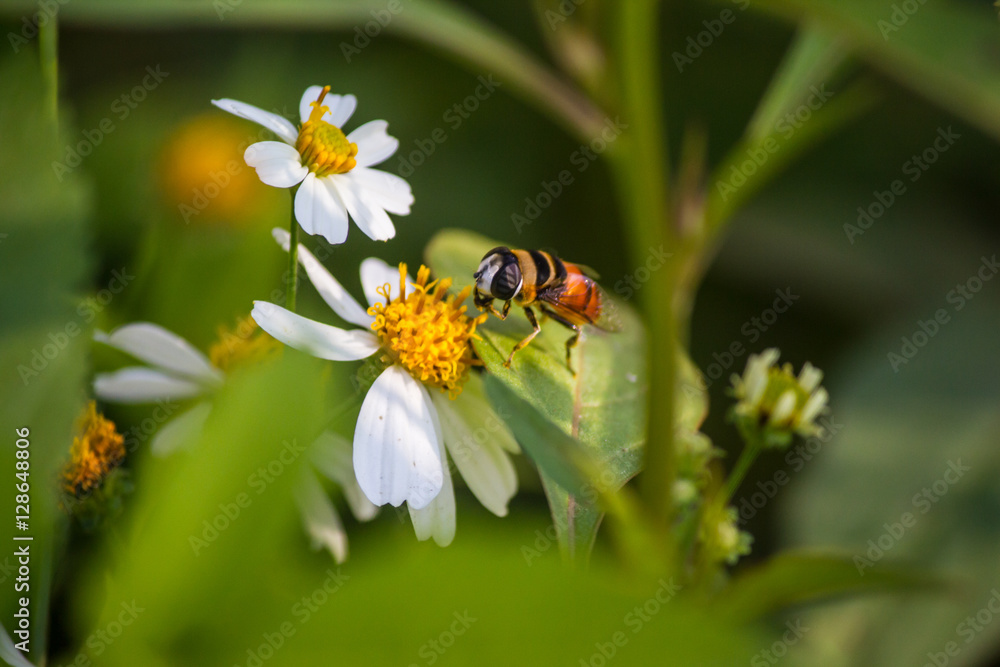 Close up cute flower flies on a Daisy flower / Hoverfly (Syrphidae) Close up cute flower flies on a Daisy flower / Hoverfly (Syrphidae)