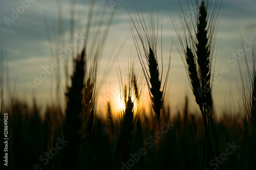 ear of rye on the field at sunset, toning