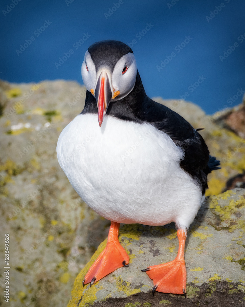 Naklejka premium Icelandic Puffin