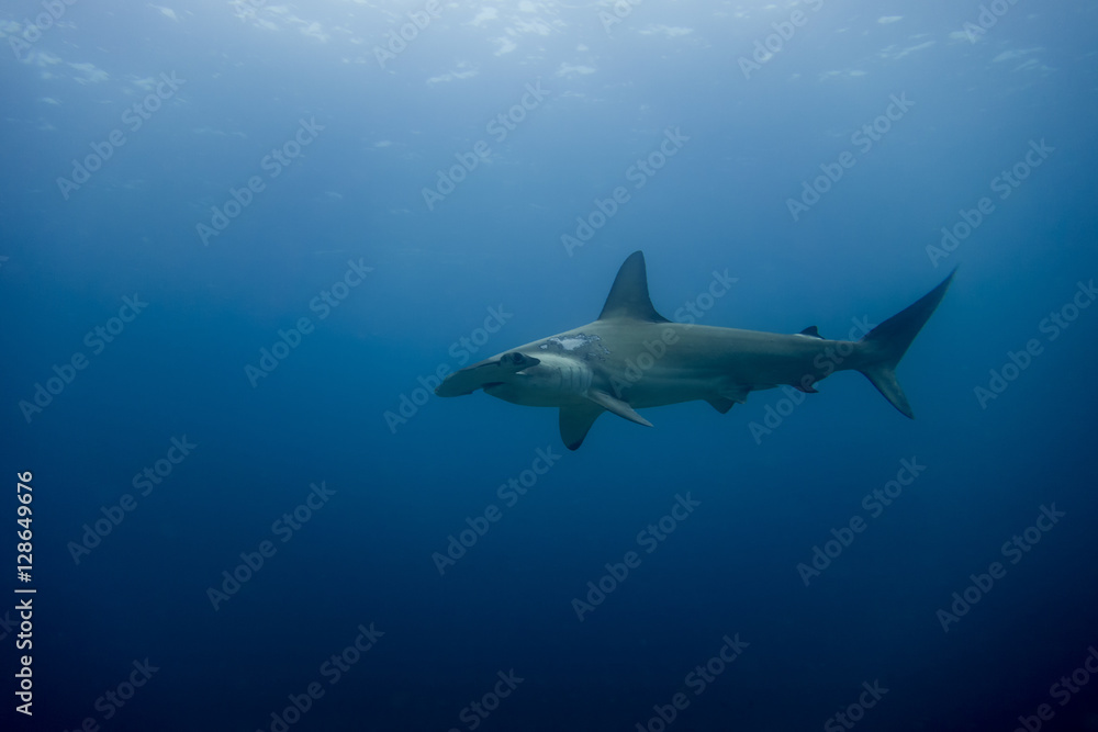 Hammerhead shark malpelo island Hammerhead shark malpelo island