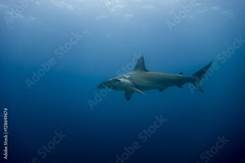 Hammerhead shark malpelo island