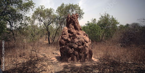 afrykańska sawanna - kopiec termitów © agarianna