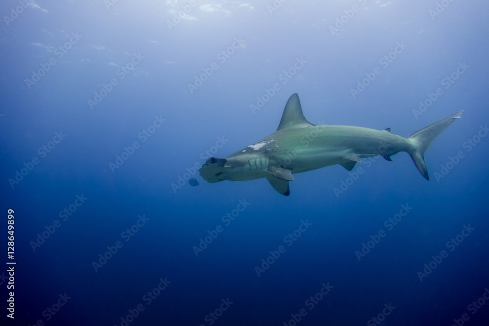 Hammerhead shark malpelo island Hammerhead shark malpelo island
