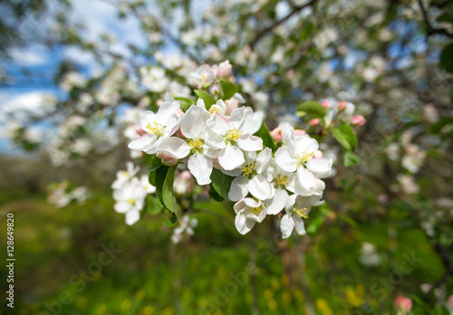 Branch of Apple blossoms against a blue sky