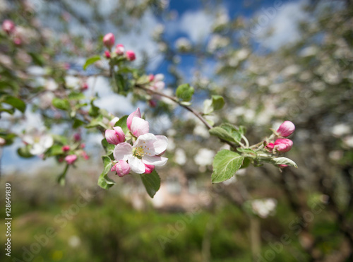 Branch of Apple blossoms against a blue sky