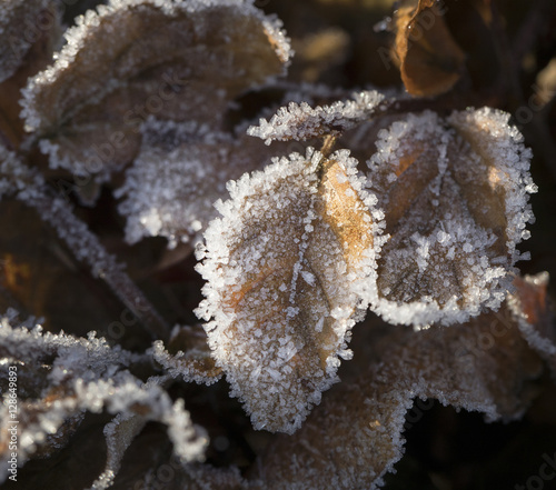 Winter landscapes. Ripe and ice on leaf in winter. photo