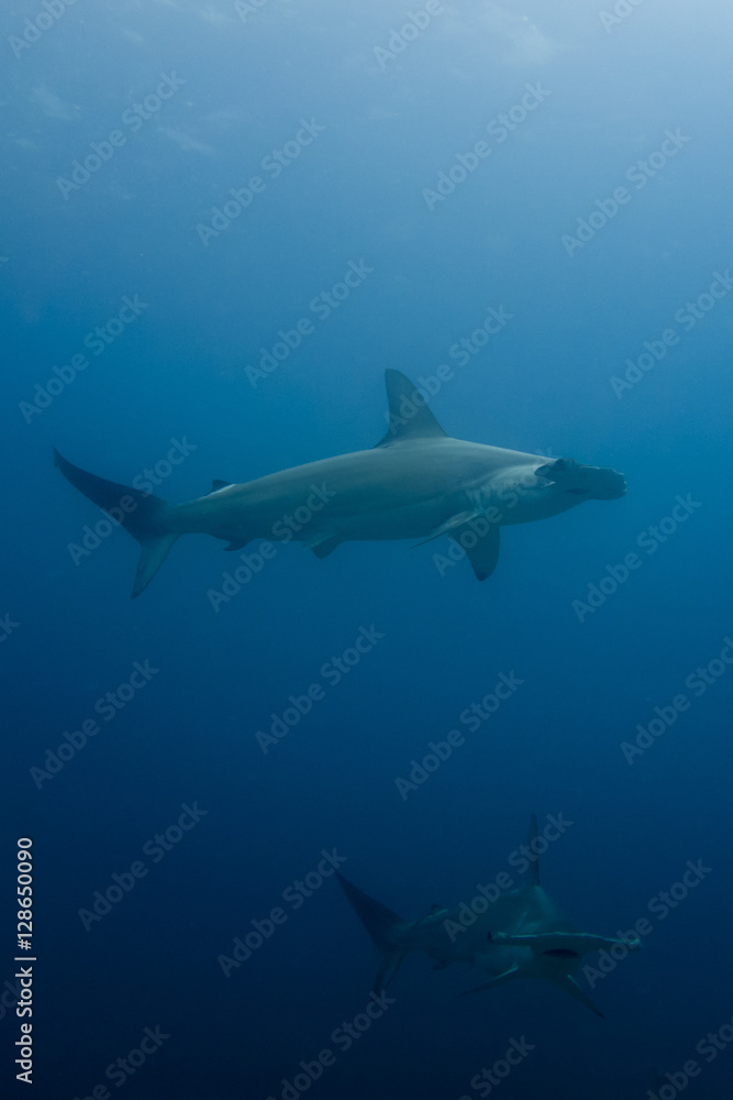 School of hammerhead sharks School of hammerhead sharks