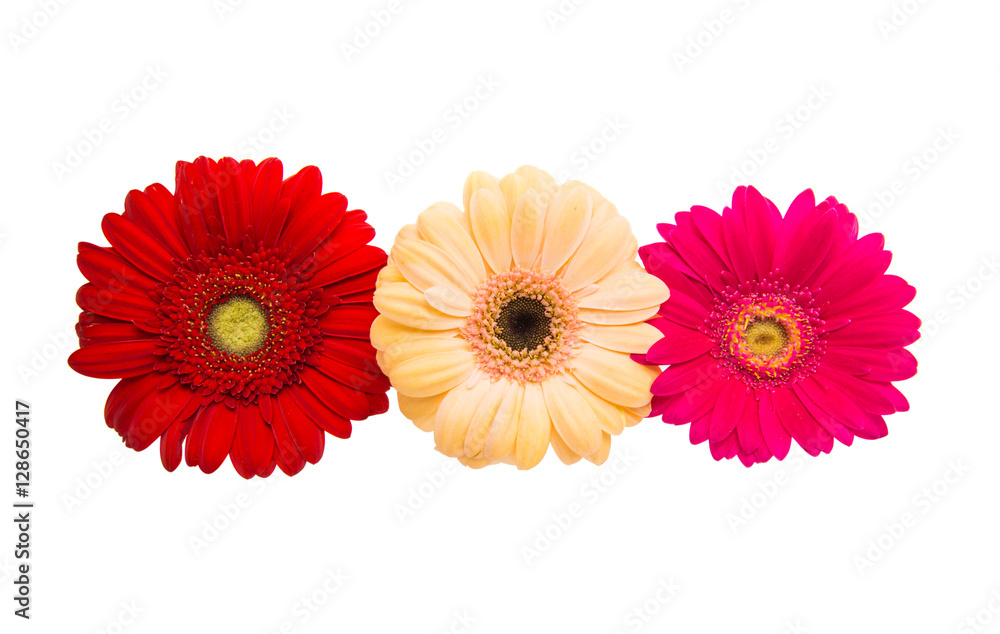 gerbera flowers gerbera flowers