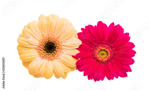 gerbera flowers