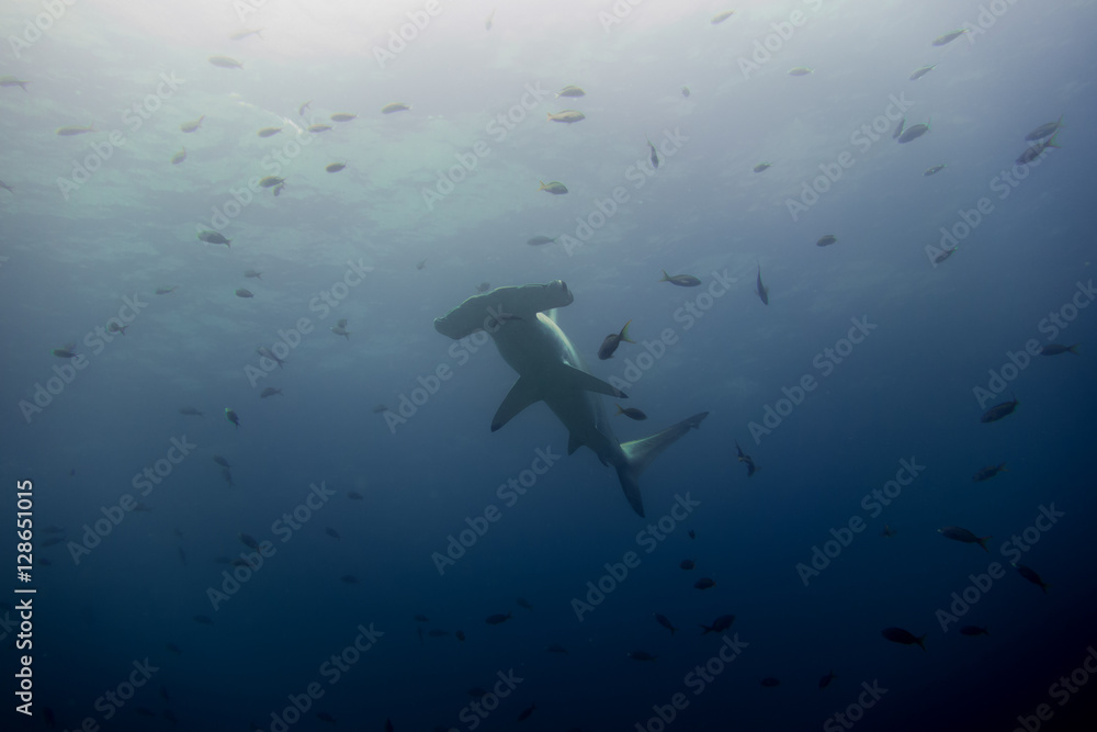 Obraz premium Hammerhead shark malpelo island
