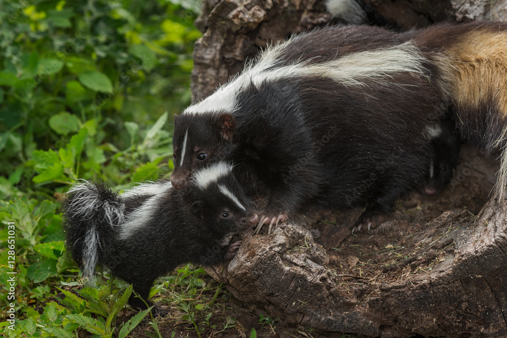 Mother Striped Skunk (Mephitis mephitis) Hangs On to Kit Mother Striped Skunk (Mephitis mephitis) Hangs On to Kit