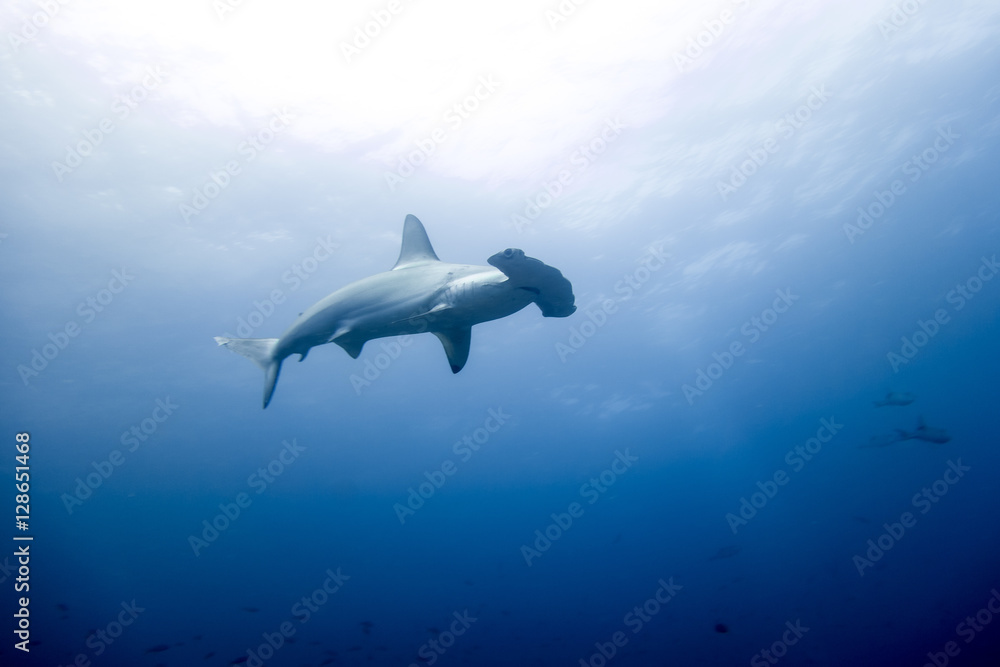 Naklejka premium Hammerhead shark malpelo island