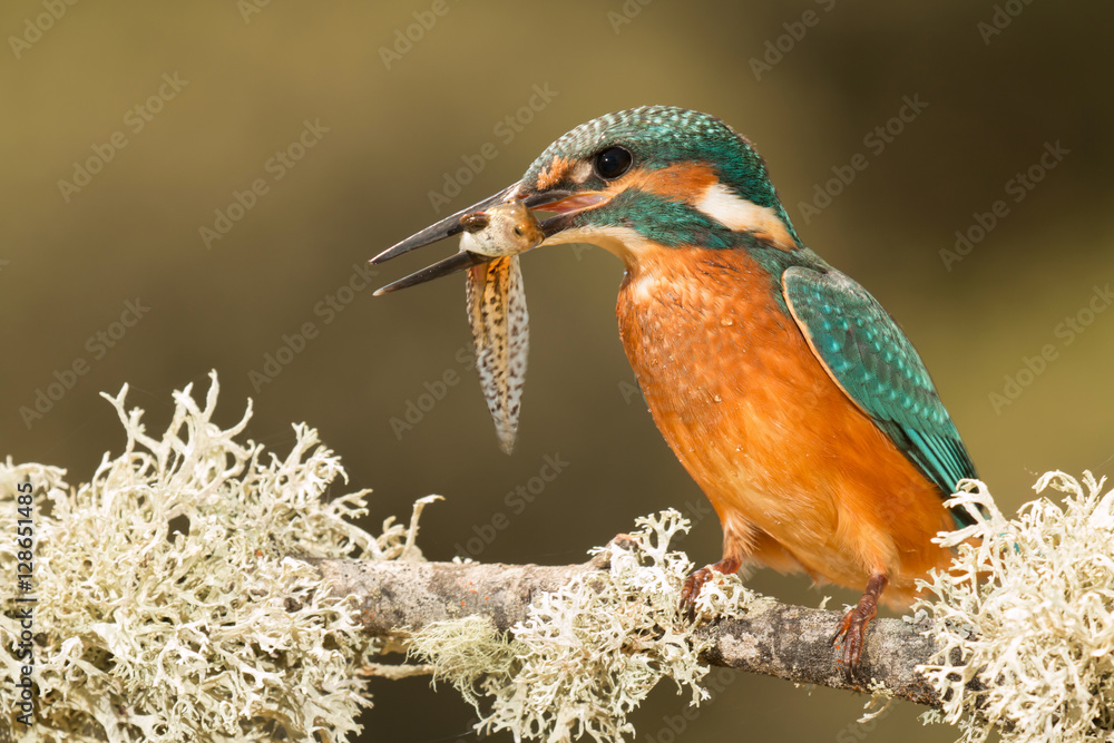 Fototapeta premium Kingfisher bird preening on a branch
