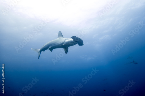 Hammerhead shark malpelo island photo