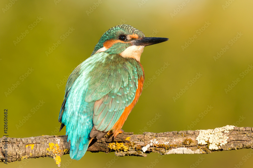 Fototapeta premium Kingfisher bird preening on a branch