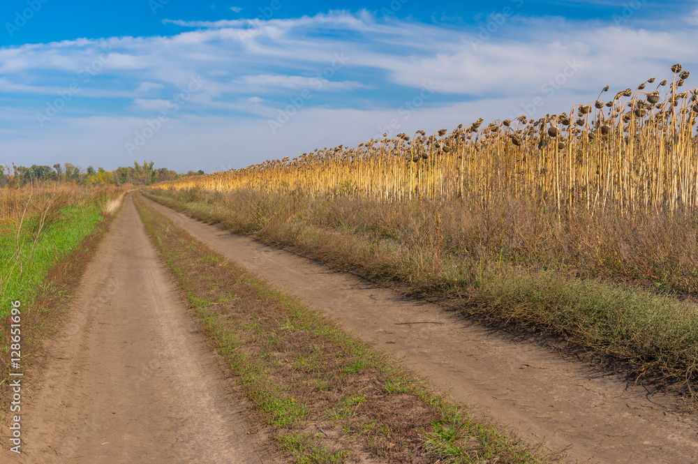 Autumnal landscape with earth road on the edge of sunflower field in central Ukraine Autumnal landscape with earth road on the edge of sunflower field in central Ukraine