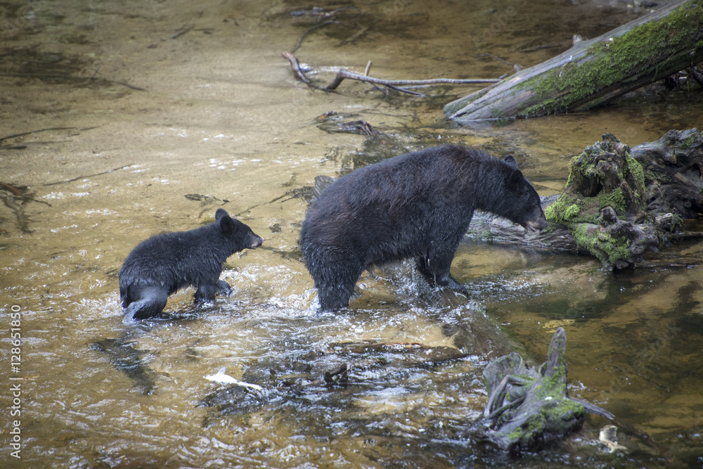 Obraz premium Mama Black Bear and Cub Crossing Anan Creek
