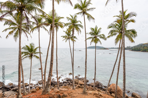 Palm tropical beach.