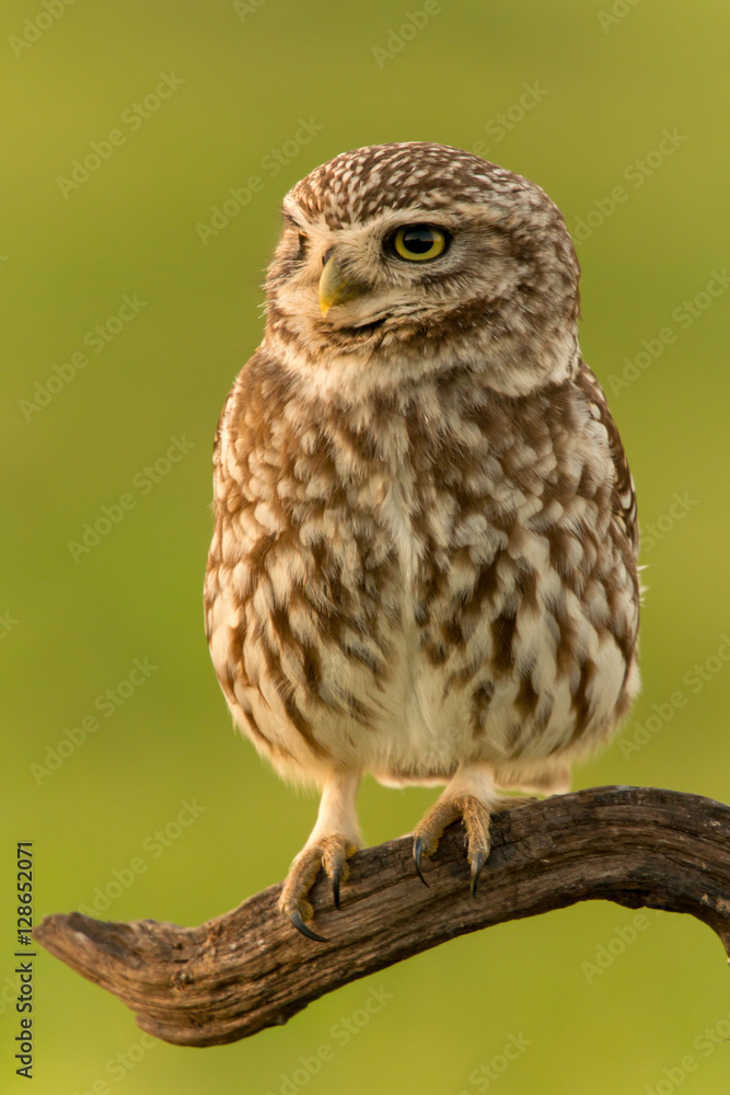Cute owl Cute owl