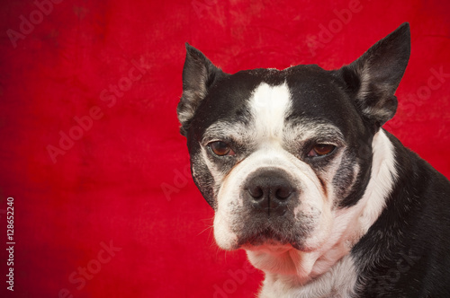 Fototapeta Naklejka Na Ścianę i Meble -  Boston Terrier in front of red background