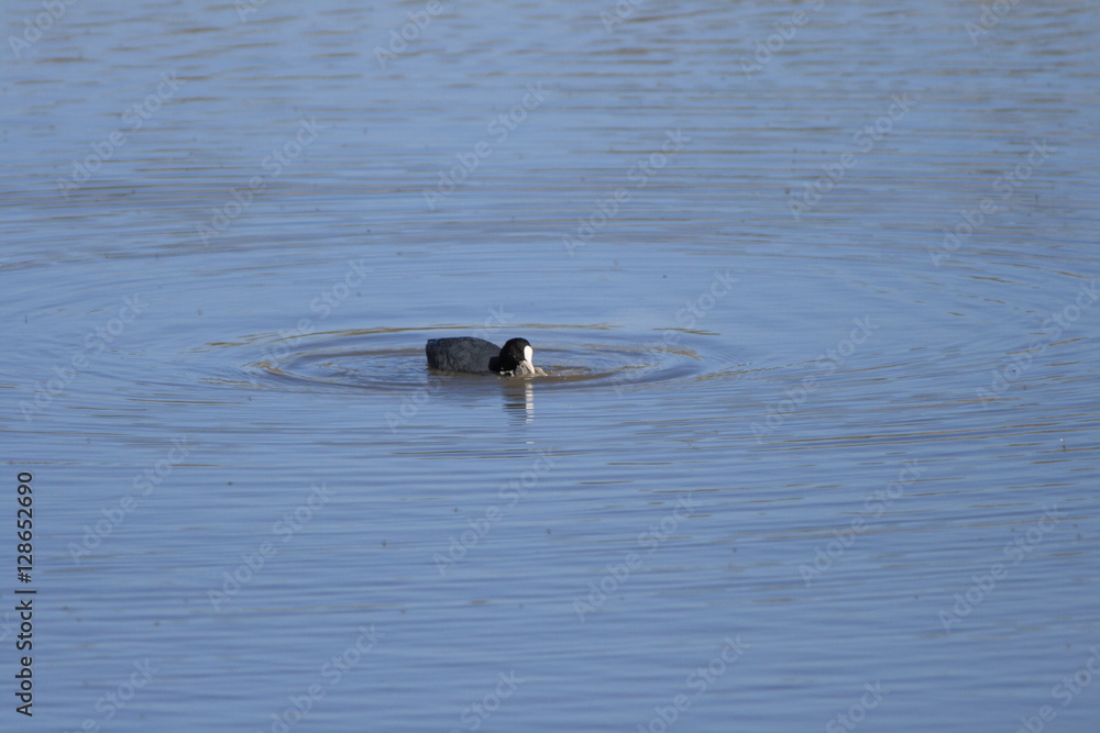 Fulica atra swimming Fulica atra swimming