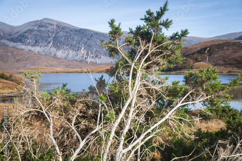 Vászonkép A bedraggled gorse bush near loch Stack with Arkle in the background