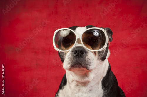 Fototapeta Naklejka Na Ścianę i Meble -  Boston terrier with disguise in front of red background