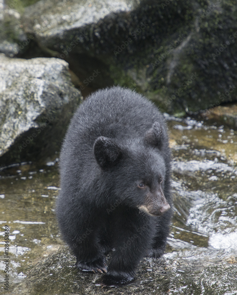Black Bear Cub in Stream Black Bear Cub in Stream