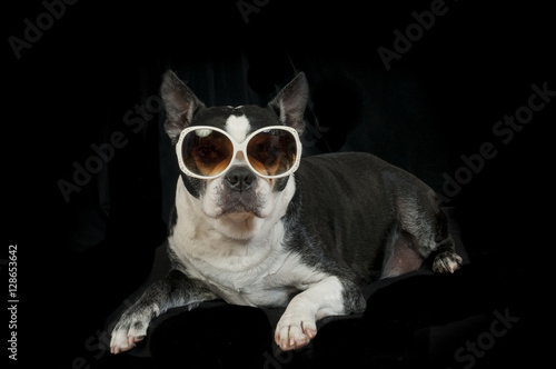 Boston Terrier dog with disguise in front of Black background
