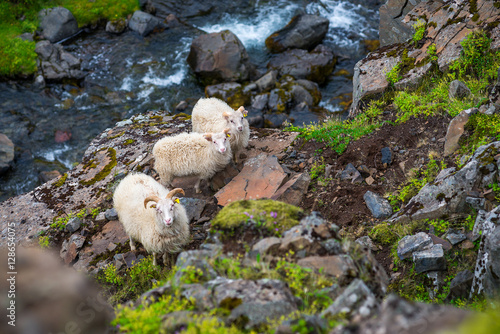 Icelandic goats on Akrafjall mountain in Iceland photo