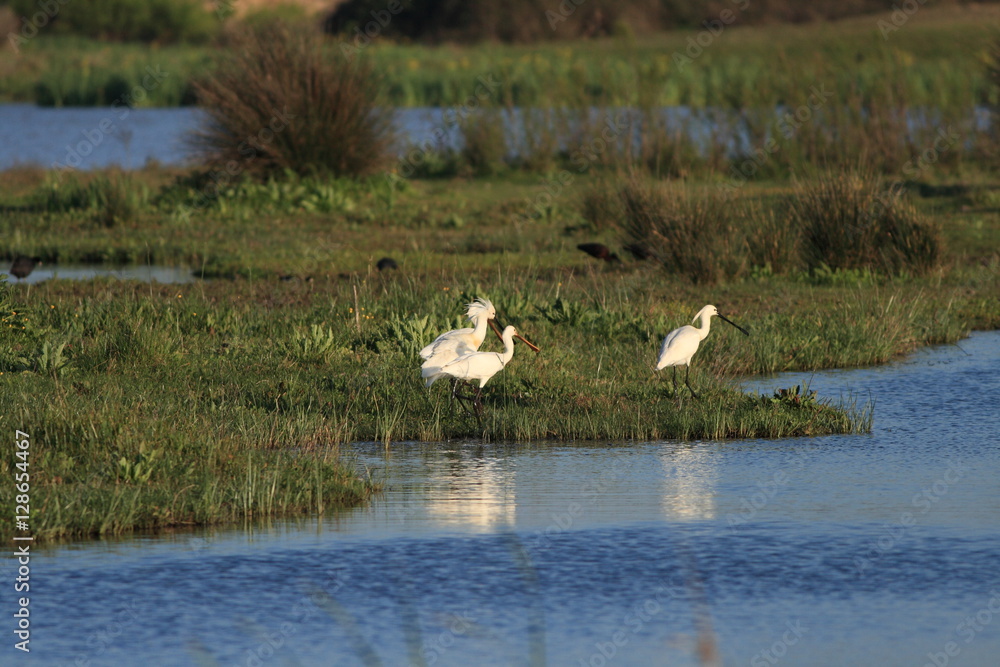 Platalea leucorodia fishing in the salt marshes Platalea leucorodia fishing in the salt marshes