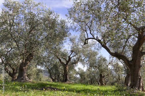 Cuadro en lienzo olive trees in liguria